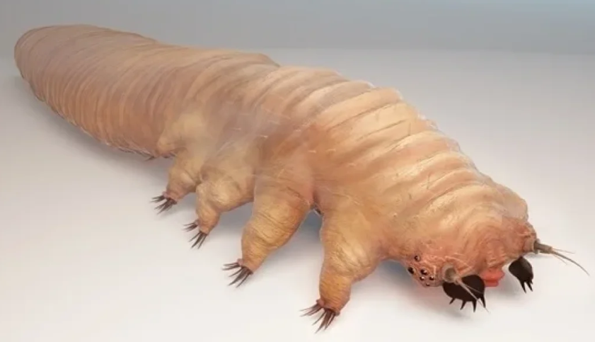 Demodex.