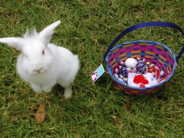 Conejo de pascua con huevos de chocolate