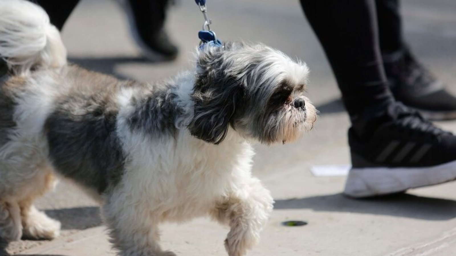 Empresa de buses Pet Friendly