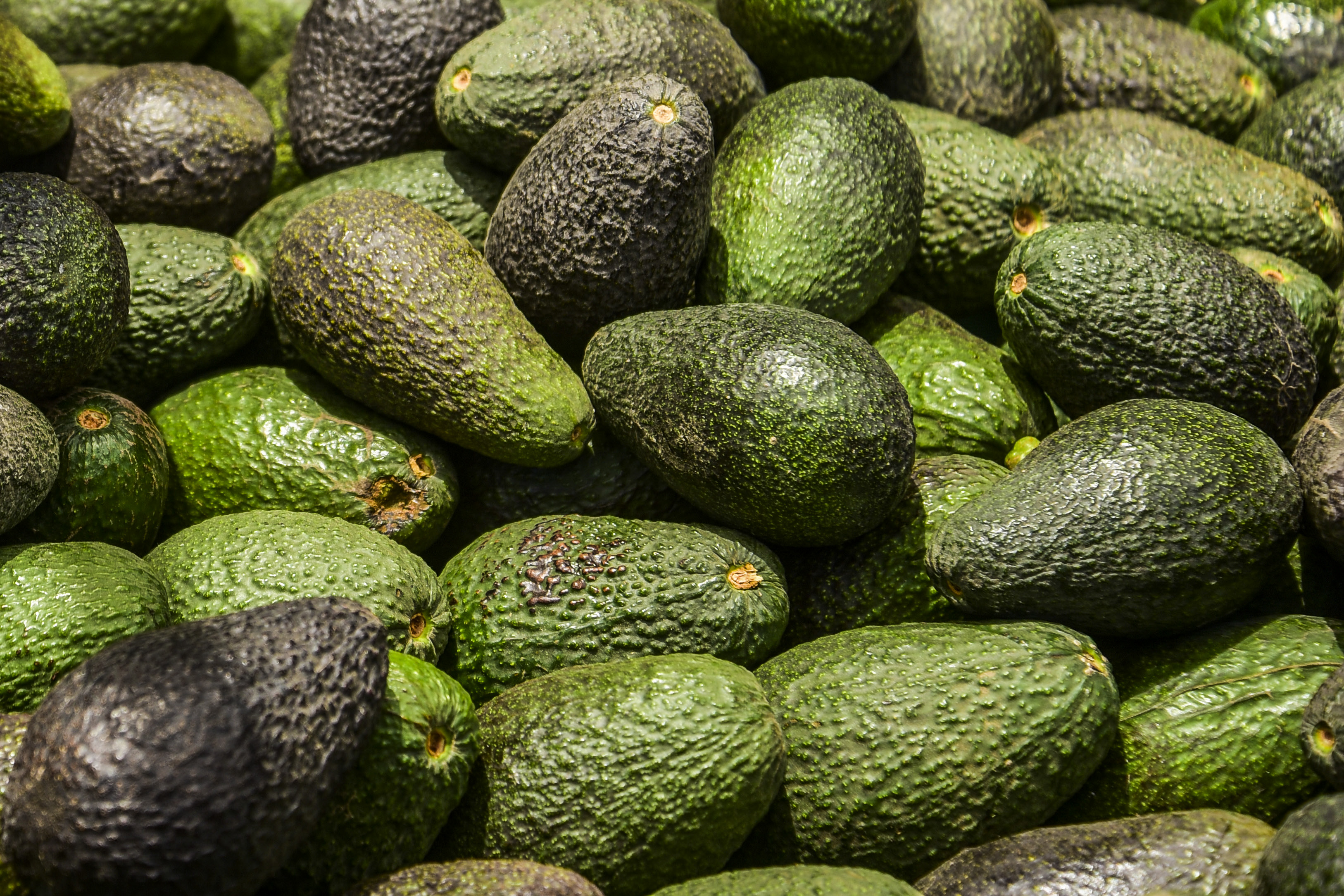 Entrada de Palta reina con jurel (para 4 personas)