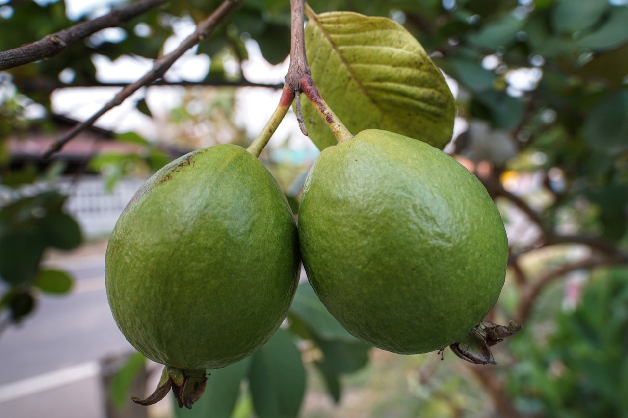 ¿Para qué sirve la hoja de la Guayaba?