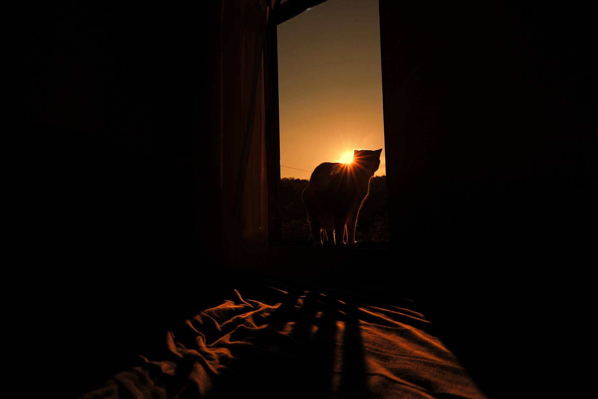 Gato en una ventana