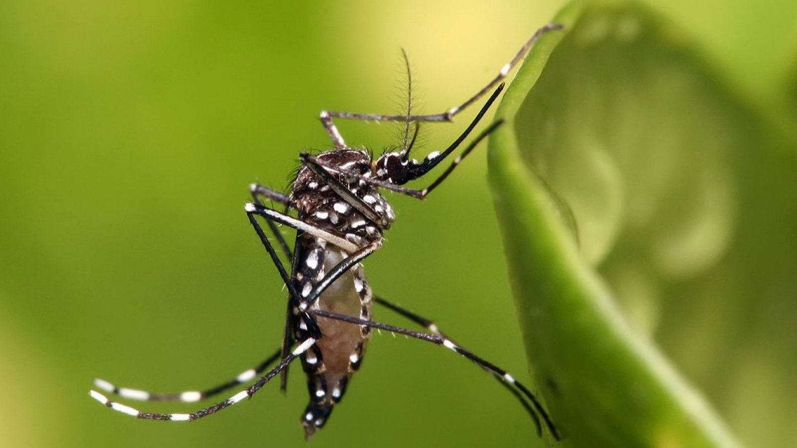 Dengue en Chile.