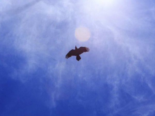 Cambio climático puede ser clave en disminución de la biodiversidad