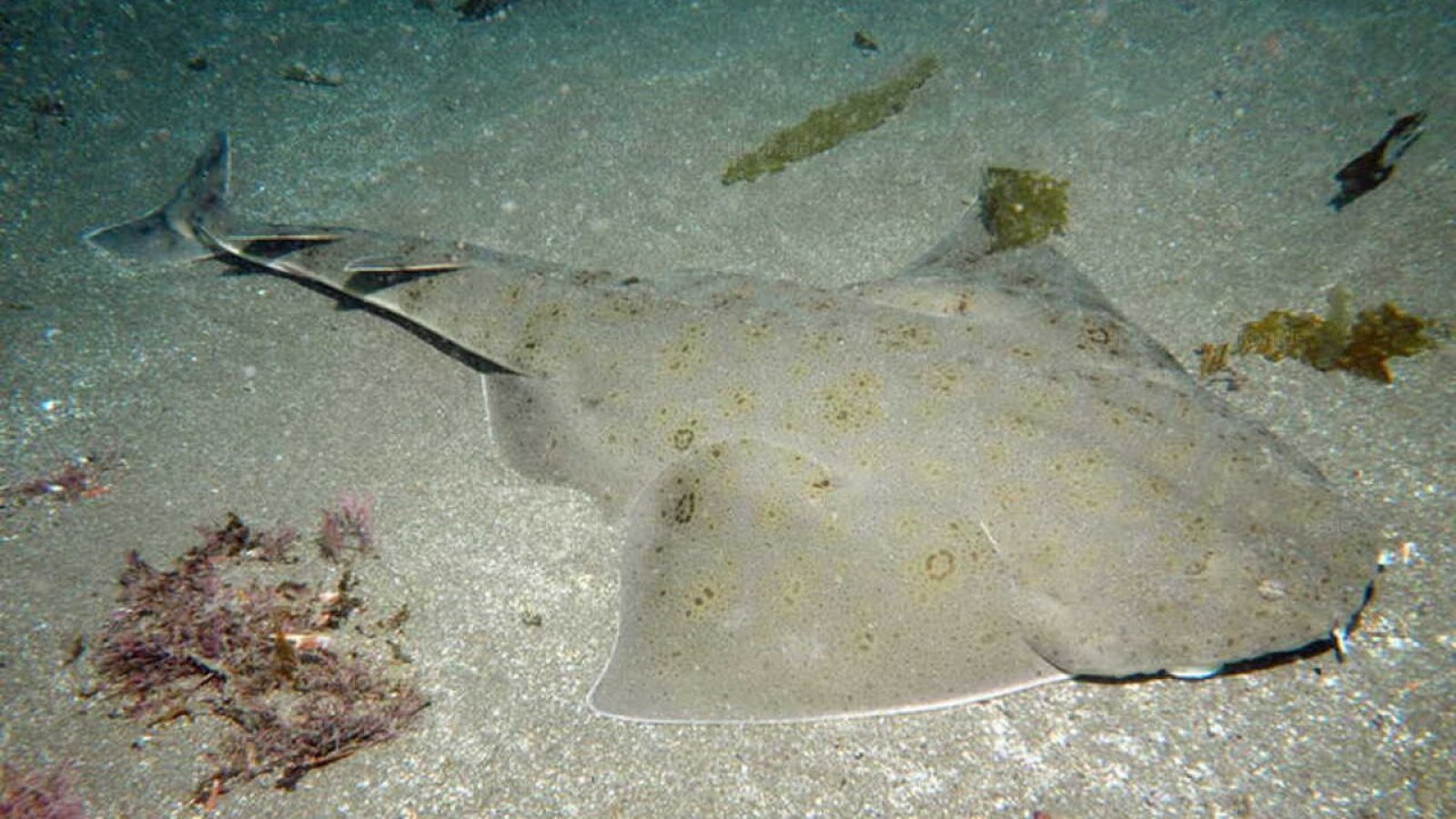 Tiburón en Iquique.