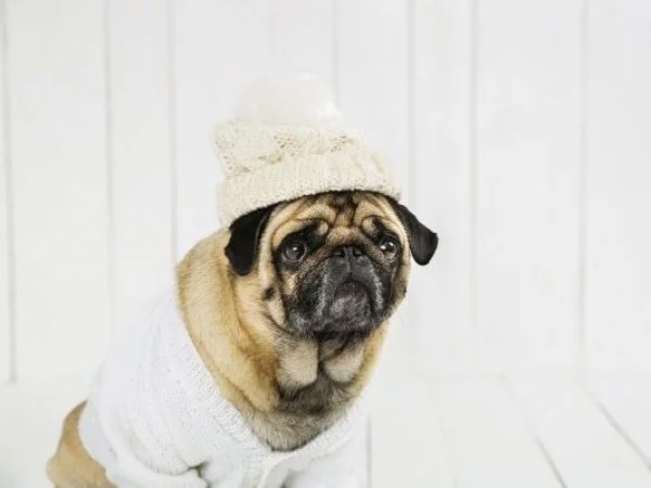 5 formas de cuidar a tus mascotas en una ola de frío