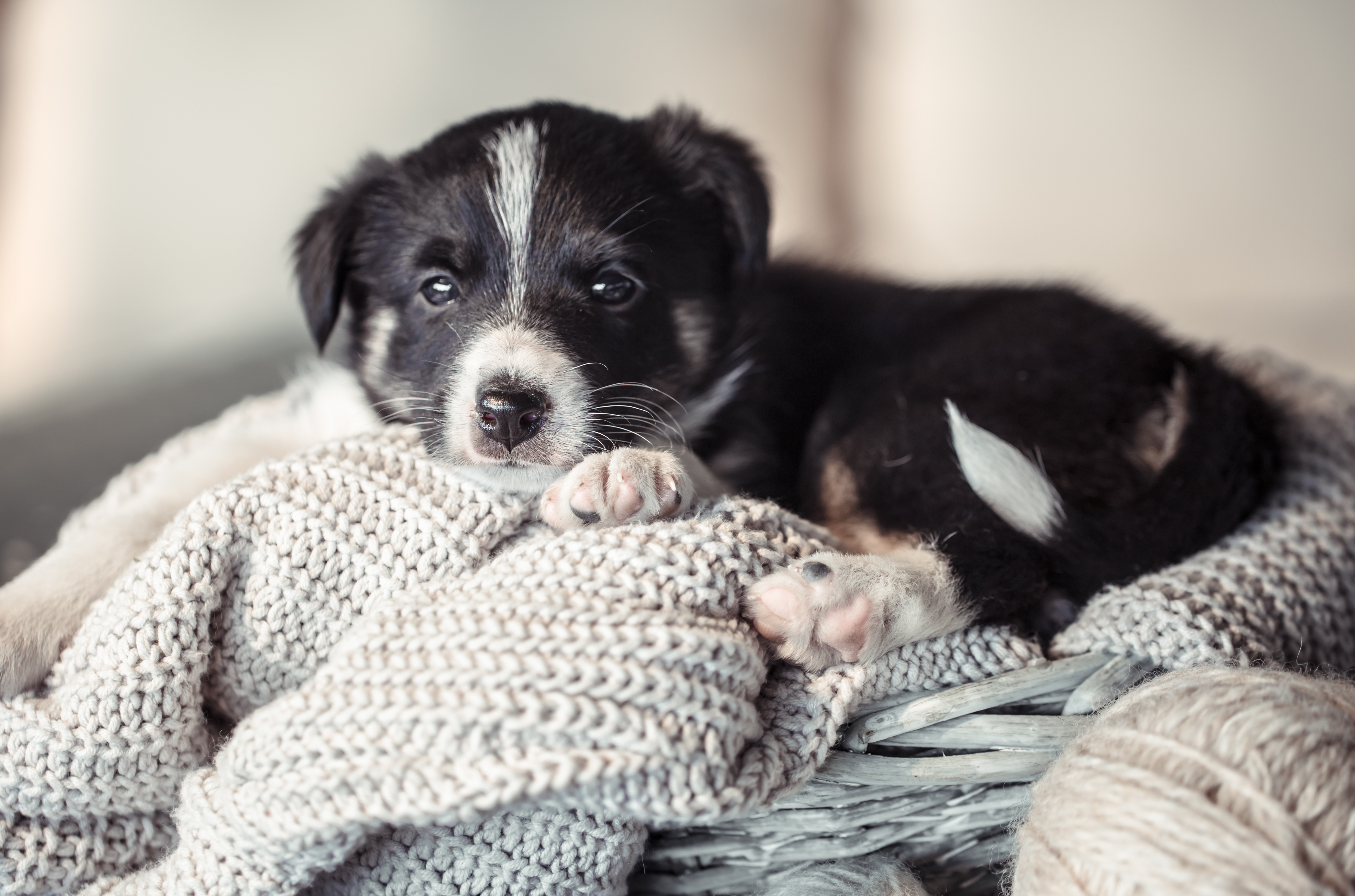 ¿A qué enfermedades se pueden exponer las mascotas por el frío?