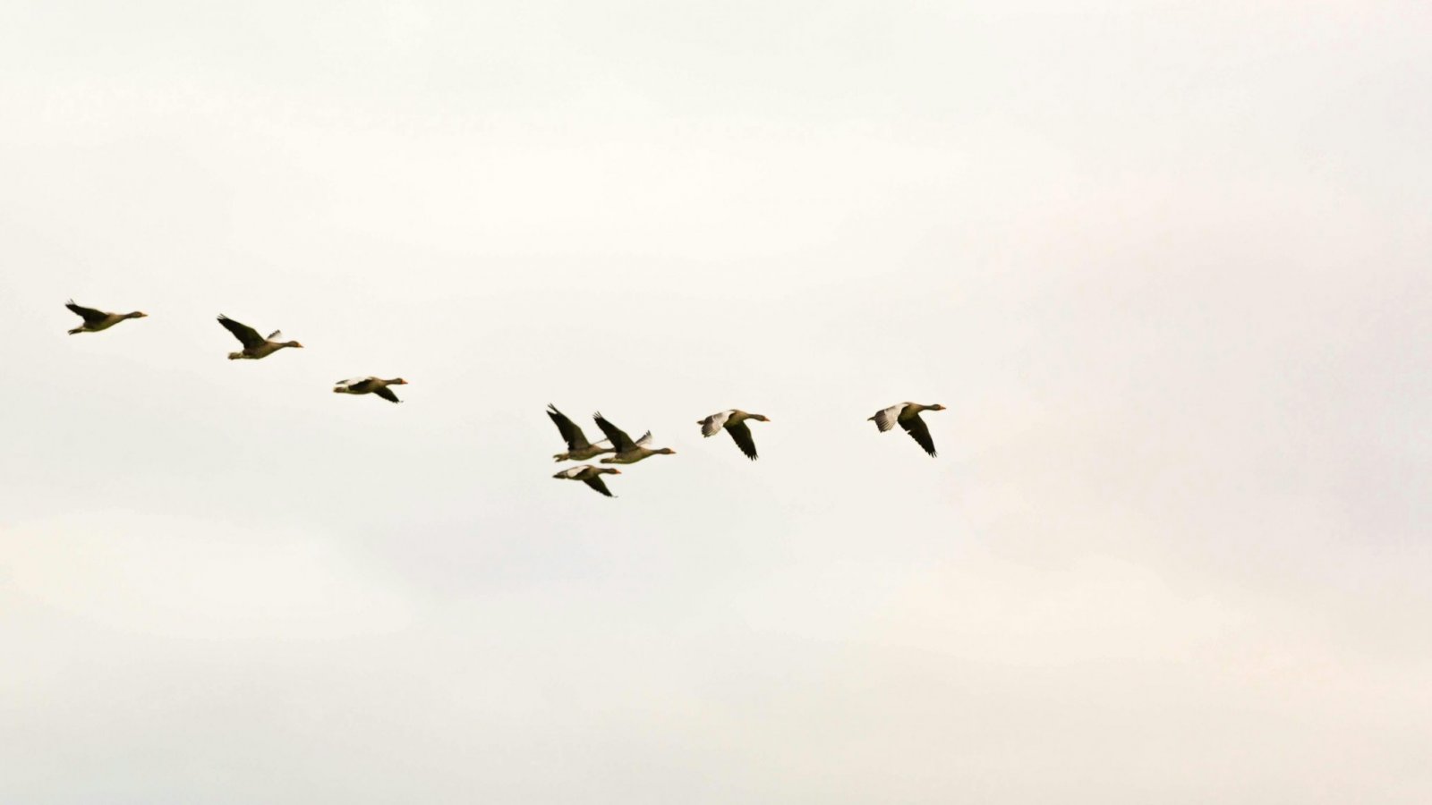 Día Mundial de las Aves Migratorias, Chile, 2024.