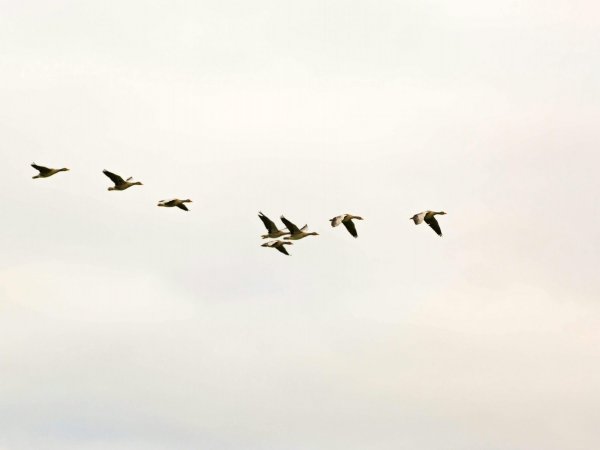 Día Mundial de las Aves Migratorias, Chile, 2024.