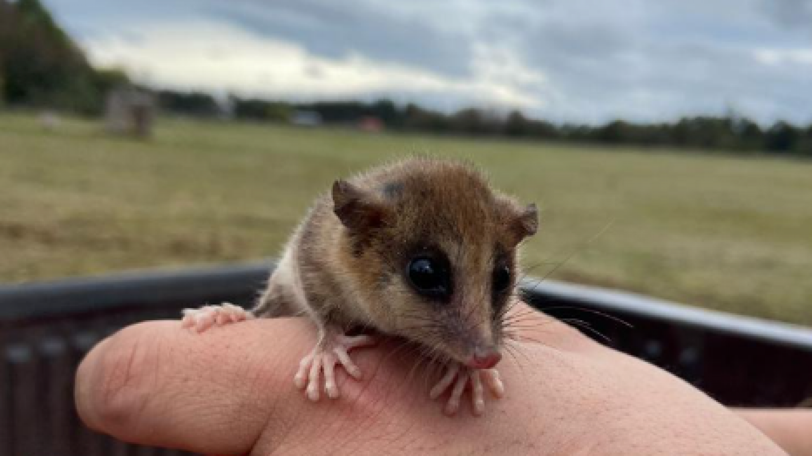 Monito del monte, Chile, 2024.