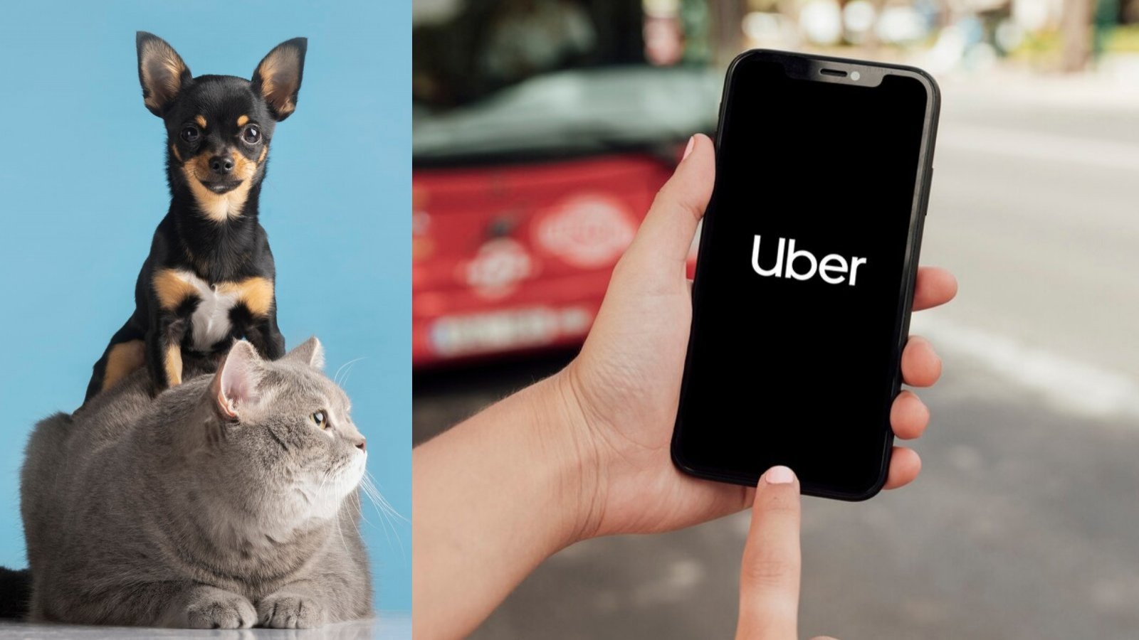 Uber Pet. Uber Chile. Mascotas