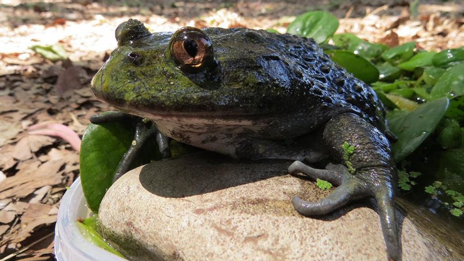 Rana gigante chilena: llaman a salvar a una especie considerada “fósil viviente”