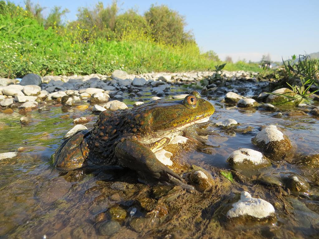 Conservación de la rana gigante chilena