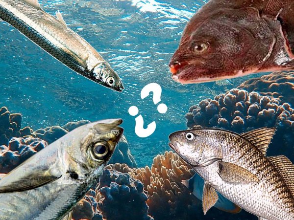 Pejerrey, jurel, corvina, lenguado, Chile, 2024.