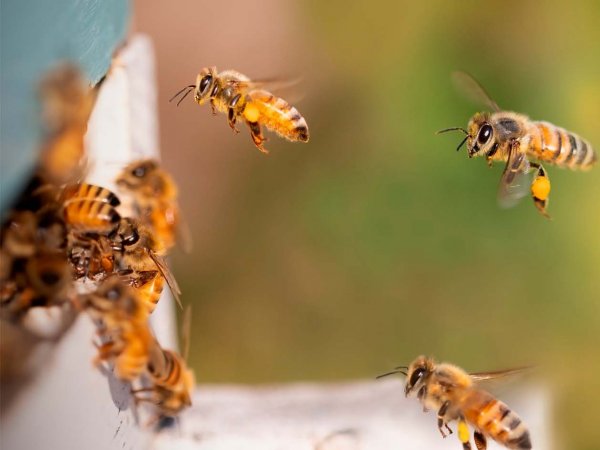 Abejas, Chile, 2024.