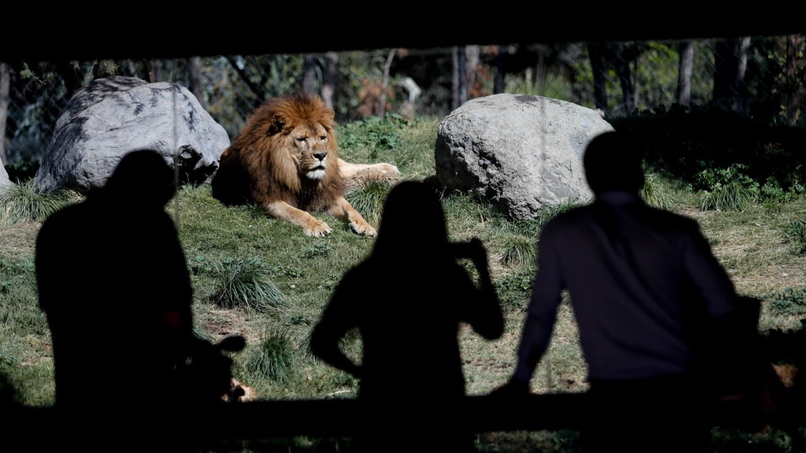 Vacaciones de invierno 2024. Buin Zoo.