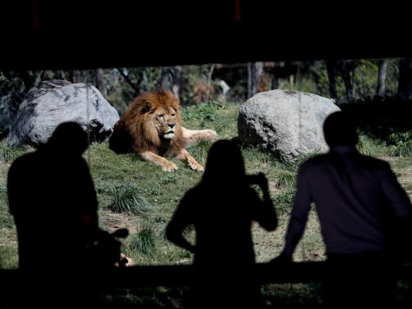 Vacaciones de invierno 2024. Buin Zoo.