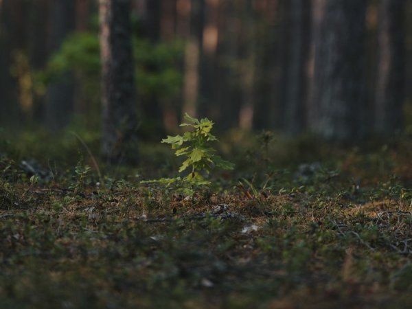Reforestación Comunitaria, Valparaíso, Chile, 2024.