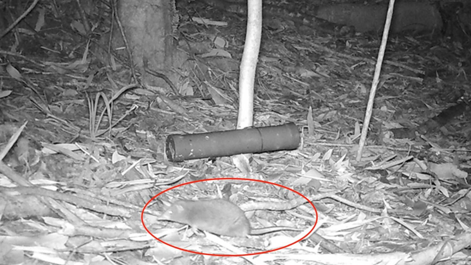 Comadrejita trompuda capturada por cámara trampa en la Reserva Costera Valdiviana. Chile, 2024.