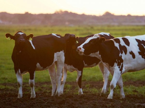 Expertos en bienestar animal en ELBA 2024 en Santiago, Chile, 2024.
