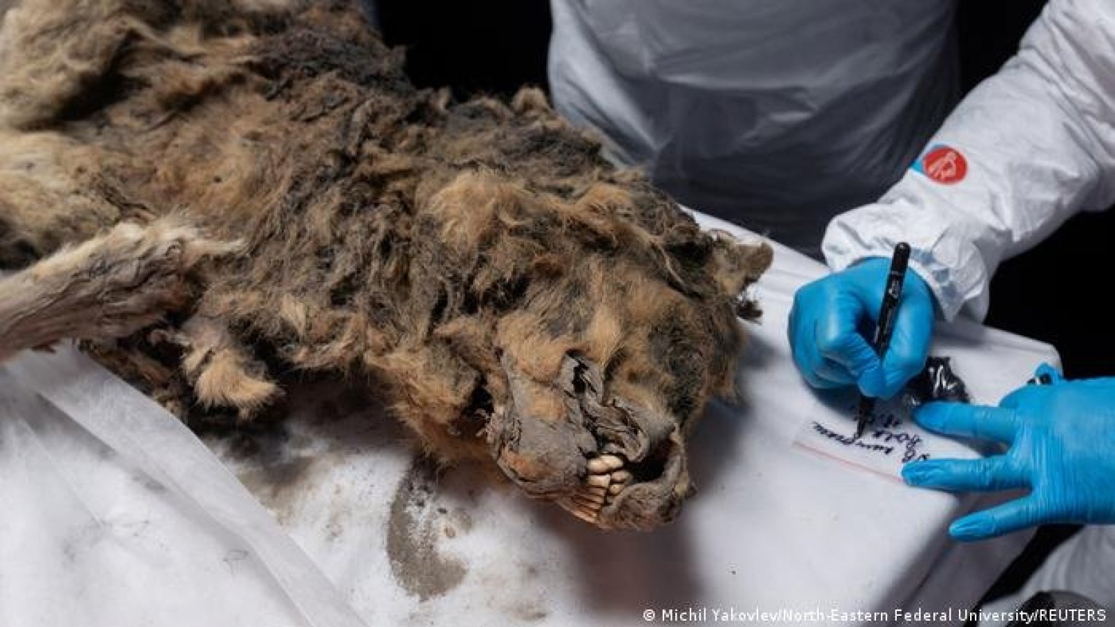 Científicos rusos realizan autopsia a un lobo de 44.000 años congelado