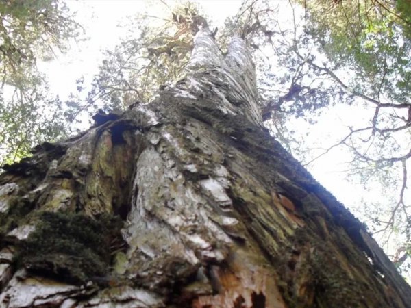 Alerces milenarios en la Reserva Costera Valdiviana, Chile.