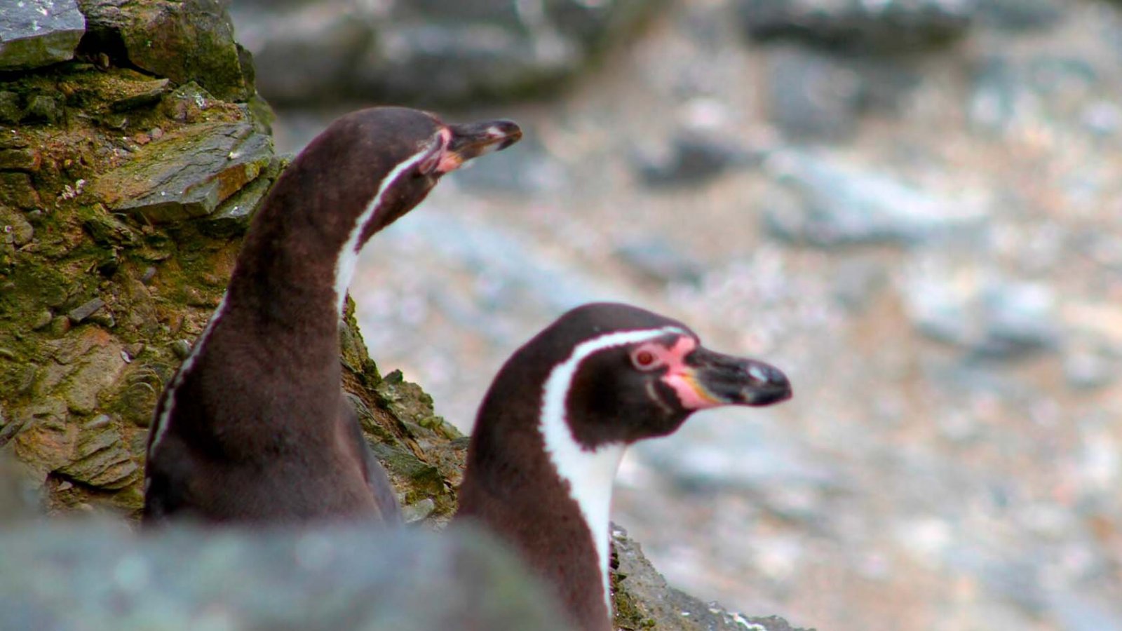 Pingüinos de Humboldt en la costa chilena, Chile, 2024.