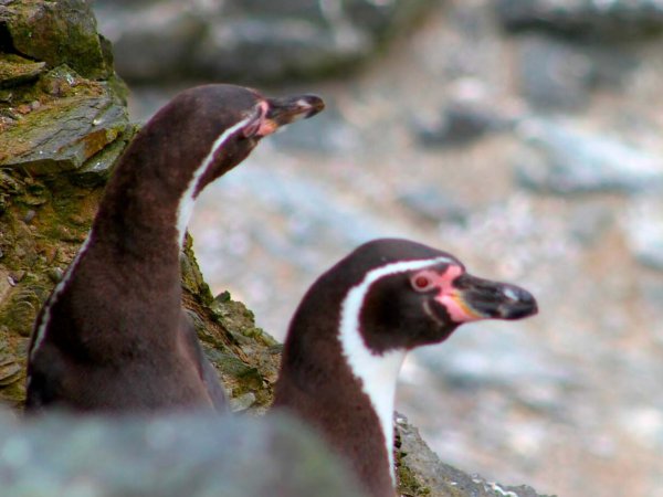 Pingüinos de Humboldt en la costa chilena, Chile, 2024.