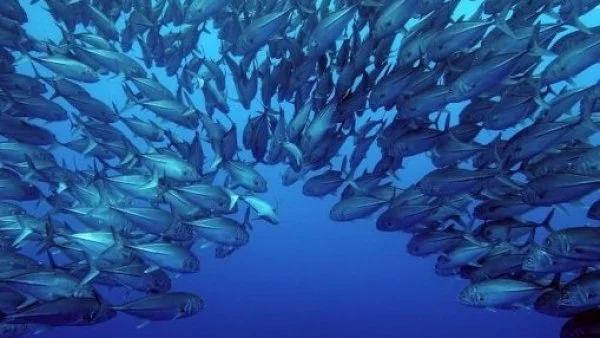 Ley de Pesca, animales sintientes.