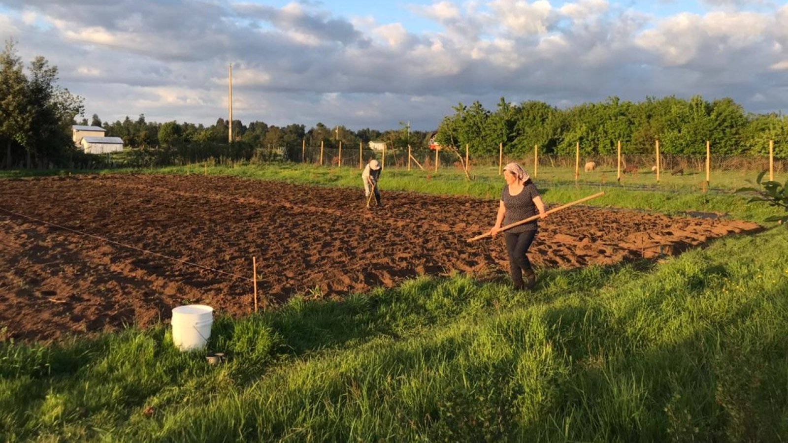 Agricultores de La Manzana de Valdivia cosechando legumbres agroecológicas en Los Ríos y La Araucanía. Chile, 2024.