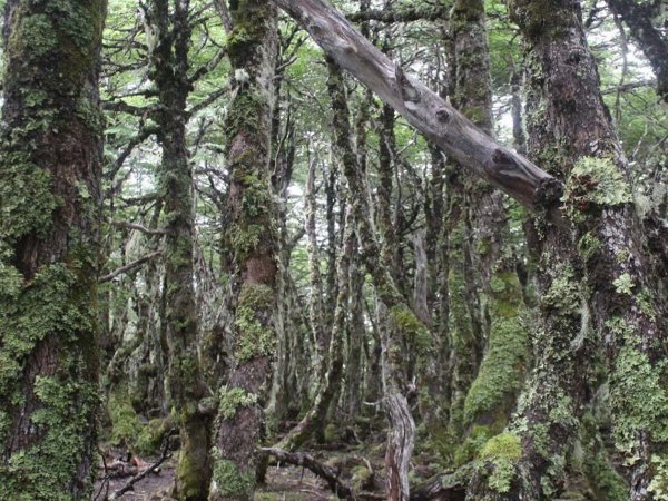 Cerveza artesanal chilena elaborada con levaduras de la Patagonia, chile, 2024.