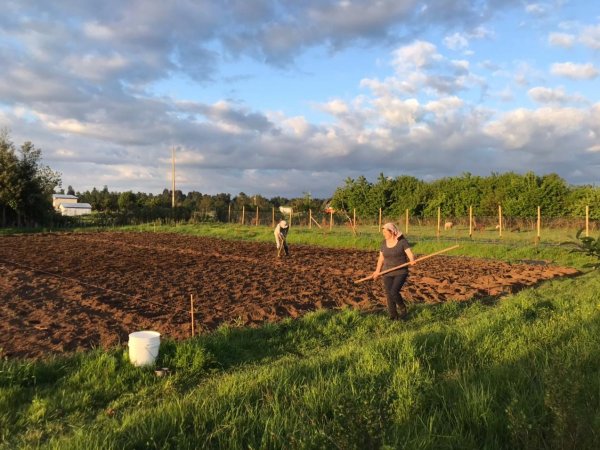 Agricultores de La Manzana de Valdivia cosechando legumbres agroecológicas en Los Ríos y La Araucanía. Chile, 2024.