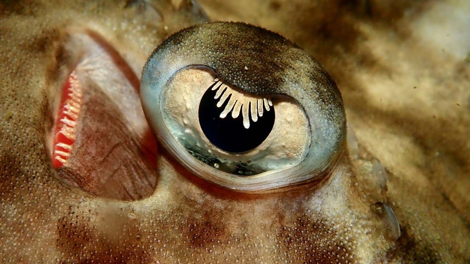 Participantes del concurso "Ojo de Pez" capturando la diversidad de los ecosistemas acuáticos en Chile. 2024.