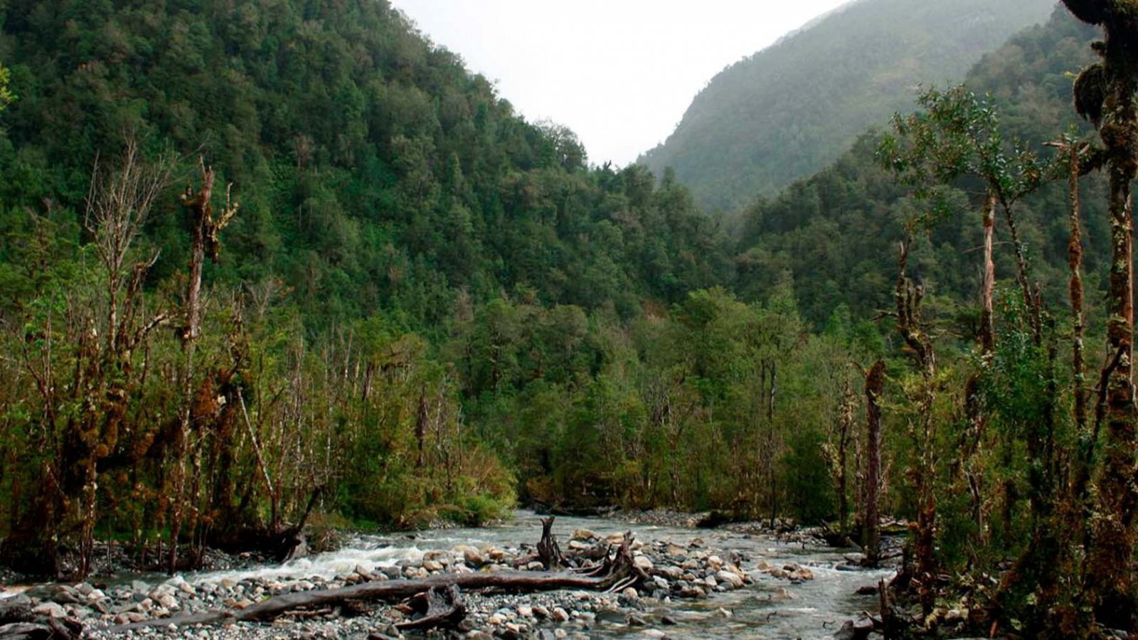 Vista aérea de los bosques templados de la región de Aysén, Chile. 2024.