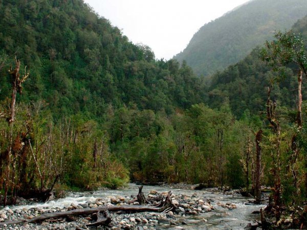 Vista aérea de los bosques templados de la región de Aysén, Chile. 2024.