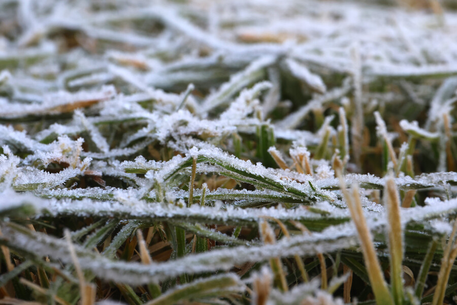 Frío. Bajas temperaturas. Pasto