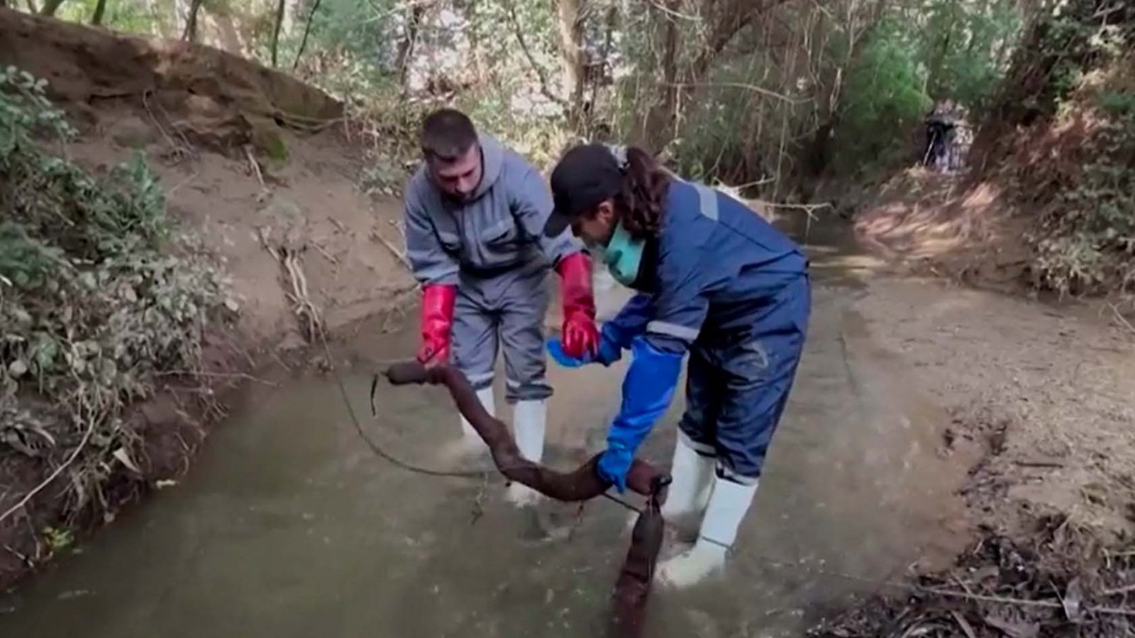 Barreras hechas con cabello desechado flotando en un arroyo, limpiando el agua de contaminantes. Chile, 2024.