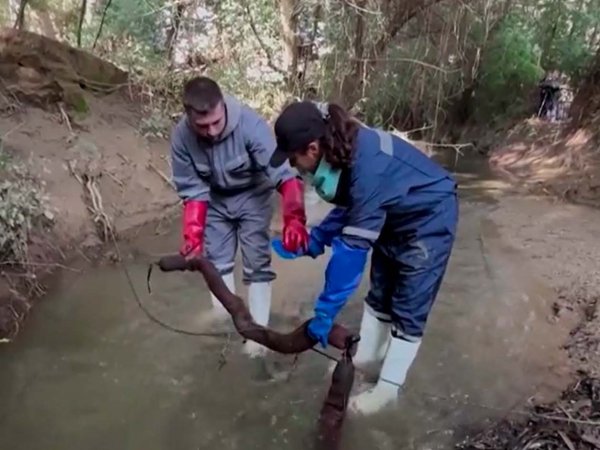 Barreras hechas con cabello desechado flotando en un arroyo, limpiando el agua de contaminantes. Chile, 2024.