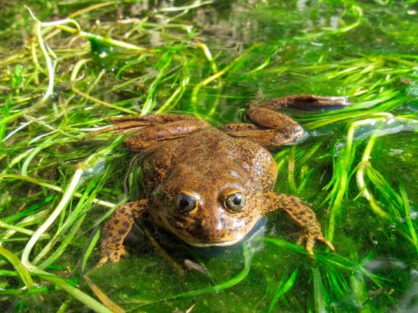 Ranita del Loa en su hábitat natural, oasis del desierto de Atacama, Chile. 2024.