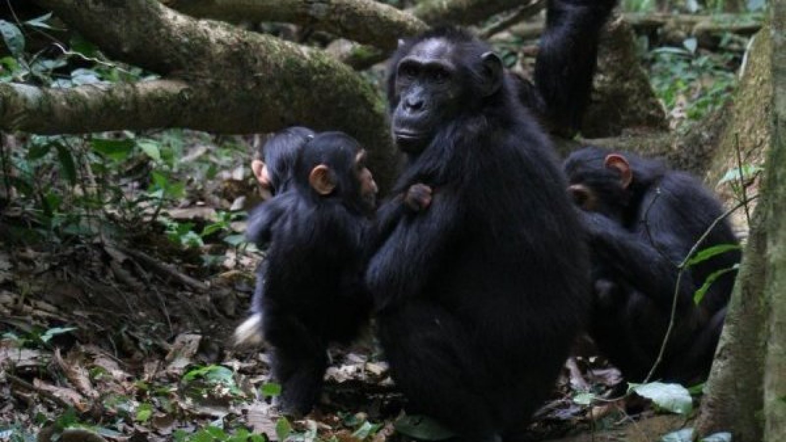 Investigadores observaron a chimpancés utilizando gestos no verbales y tomando turnos en sus conversaciones, de la misma manera que lo hacemos nosotros al hablar