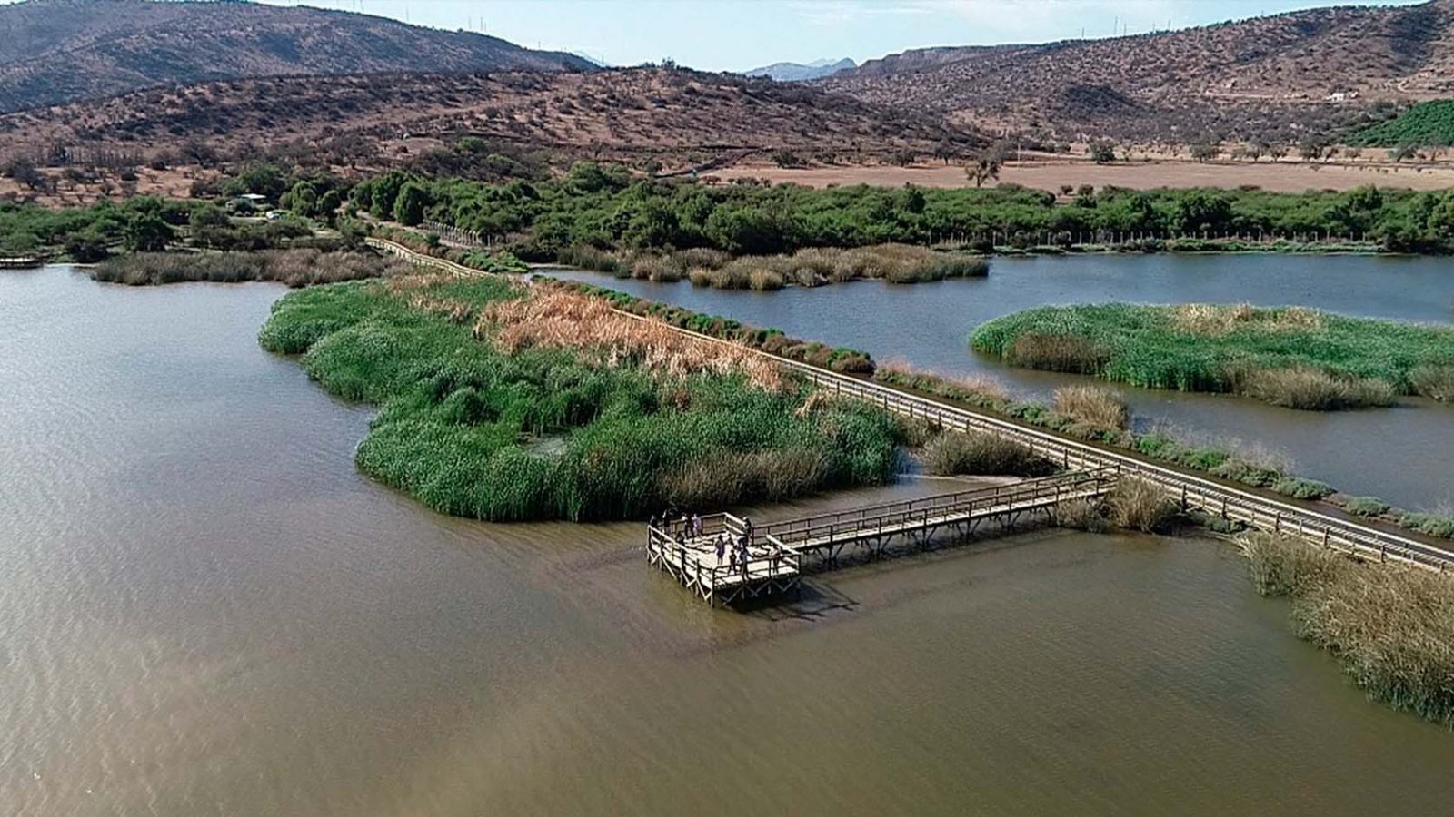 Vista panorámica de la Laguna de Batuco, destacando su biodiversidad y el entorno natural perfecto para el avistamiento de aves. Chile, 2024.