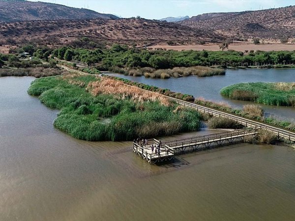Vista panorámica de la Laguna de Batuco, destacando su biodiversidad y el entorno natural perfecto para el avistamiento de aves. Chile, 2024.