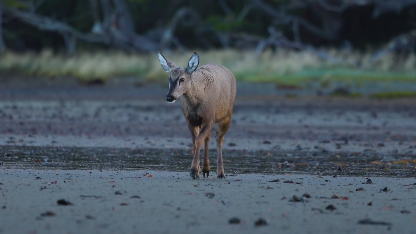 Huemul en Cabo Froward