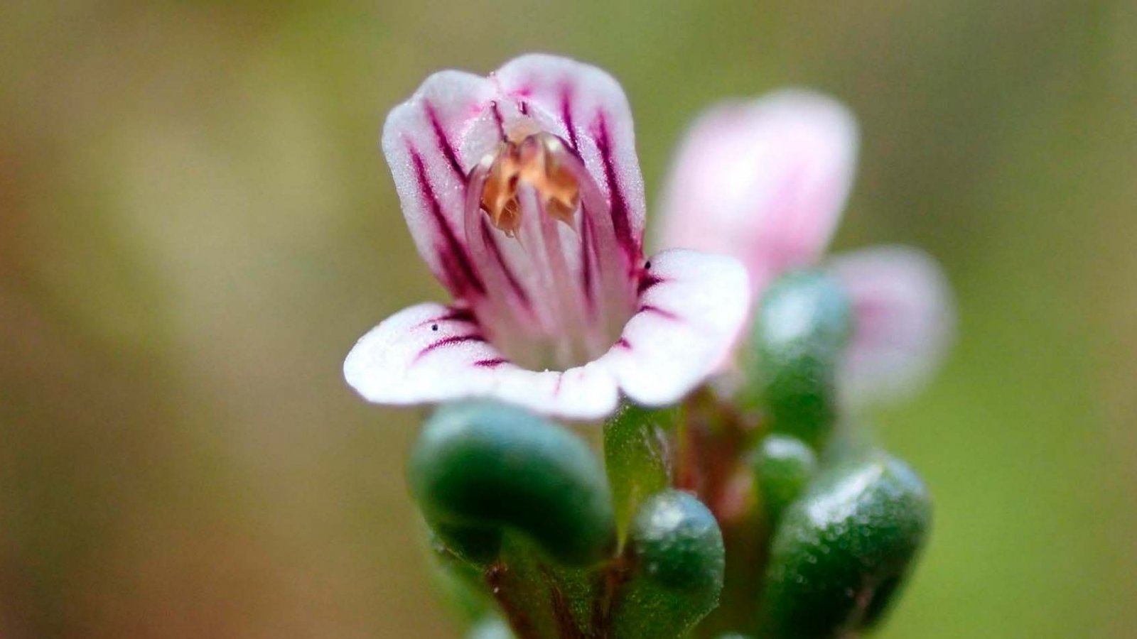 Euphrasia perpusilla redescubierta en los archipiélagos patagónicos de Chile.