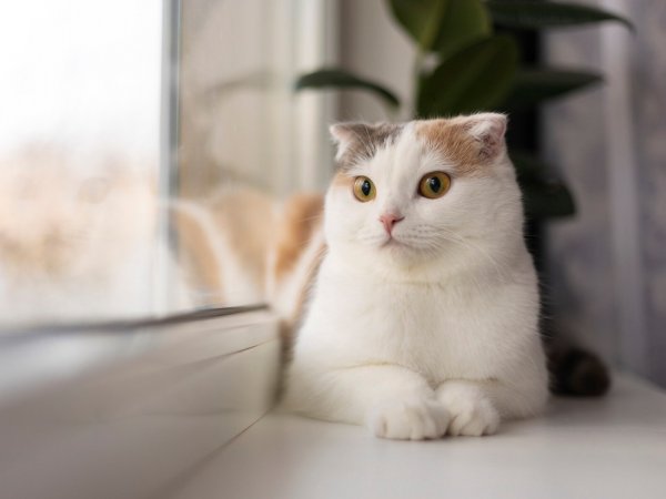 Gato. Día del Gato.