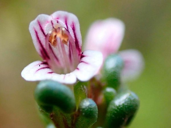 Euphrasia perpusilla redescubierta en los archipiélagos patagónicos de Chile.