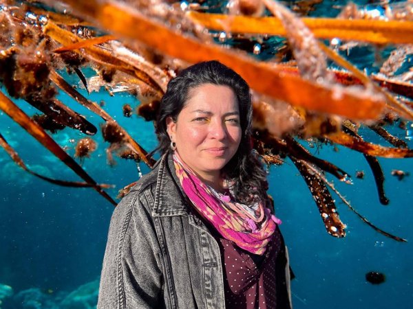Residuos de algas marinas en la playa de Changa, Coquimbo, que se están evaluando como bioestimulantes para cultivos en zonas áridas.