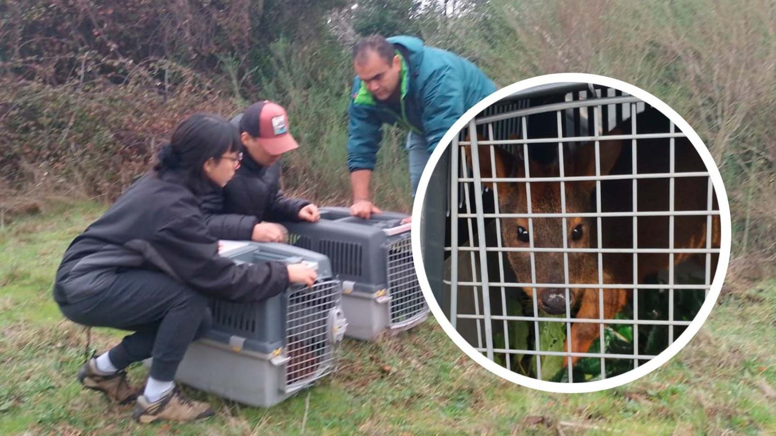 Ambos pudúes siendo liberados en Hualqui, Biobío. Chile, 2024.