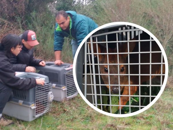 Ambos pudúes siendo liberados en Hualqui, Biobío. Chile, 2024.
