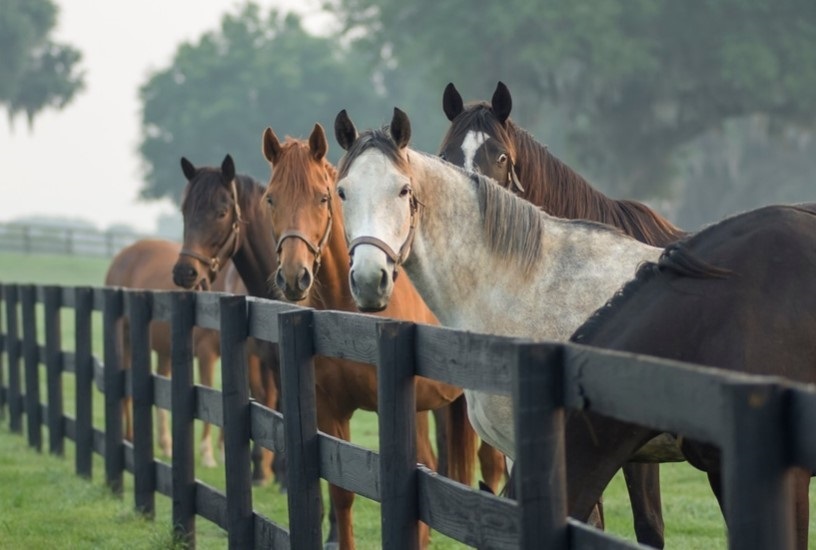 Caballos pensando